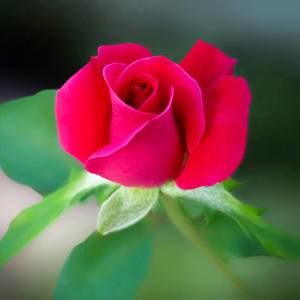 Meet your Posher, Kenneth